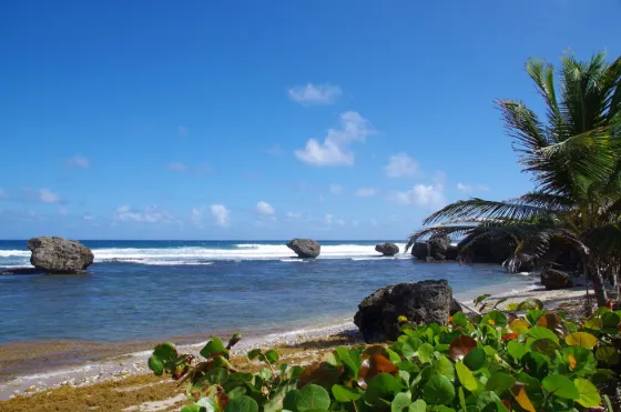 Weathered coral boulders standing in white surf on the Atlantic shore at Bathsheba, Barbados, with palms along the beach