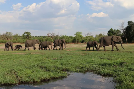 A herd of elephants with calves walking across green floodplain beside a channel of the Chobe River, northern Botswana