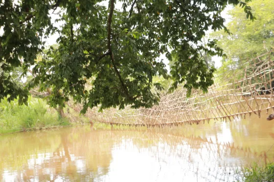 A woven liana footbridge strung low across a muddy forest river in the Central African Republic, under overhanging trees