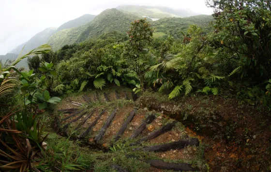 A narrow stepped path climbing through dense green rainforest in Morne Trois Pitons National Park, Dominica