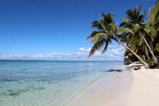 Palms leaning over white sand and clear turquoise shallows on Saona Island, Dominican Republic
