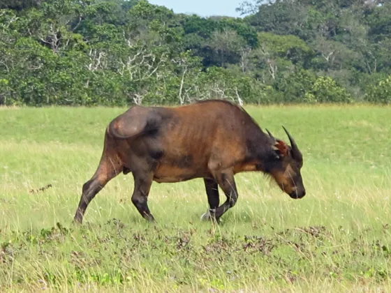 A forest buffalo standing in long grass at the edge of dense forest in Loango National Park, Gabon