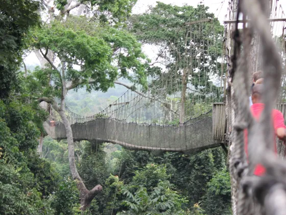 The rope-and-plank canopy walkway strung between rainforest treetops at Kakum National Park, Ghana