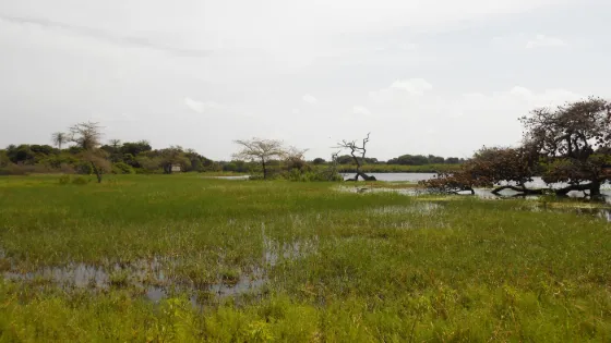 A shallow lagoon fringed by green grassland and scattered trees in Orango National Park, Guinea-Bissau
