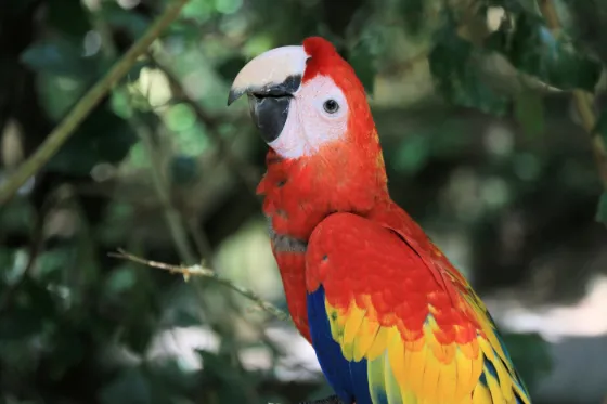 A scarlet macaw with red, yellow and blue plumage perched among green foliage on Roatan, Honduras