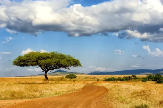 An acacia tree on the savanna in the Maasai Mara, Kenya, with zebras grazing nearby