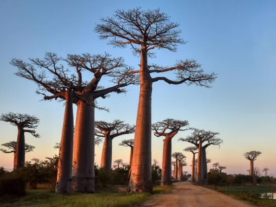 A row of towering baobab trees (Adansonia grandidieri) lit by sunset along the Avenue of the Baobabs near Morondava, Madagascar