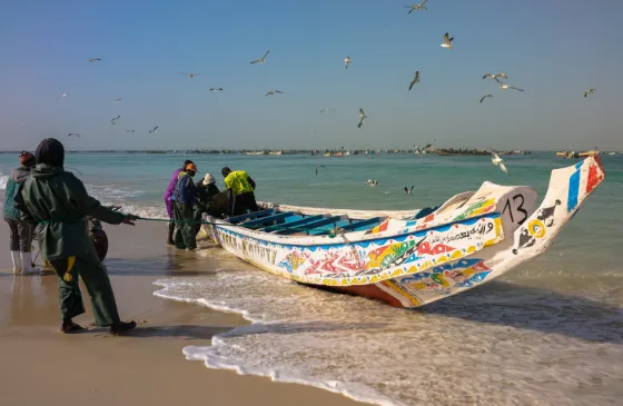 Fishermen hauling a brightly painted wooden pirogue onto the Atlantic beach at Nouakchott, Mauritania, with gulls overhead