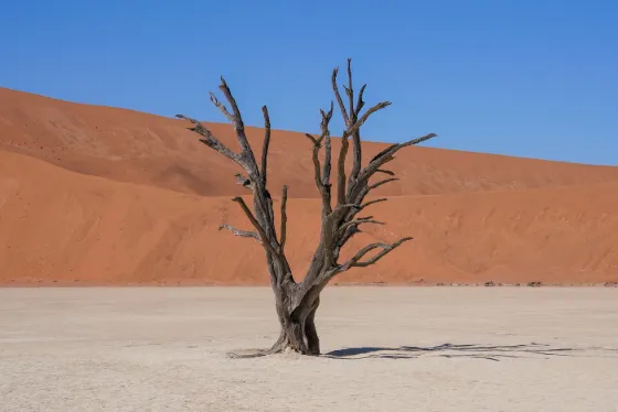 A bare dead camel thorn tree standing on the white clay pan of Deadvlei against a tall orange dune, Namibia