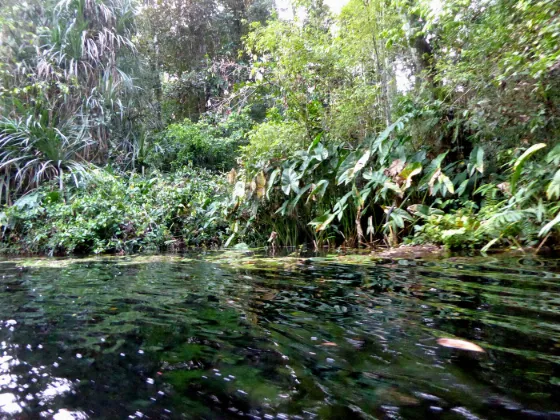 A still, dark channel winding through dense flooded rainforest in the Republic of the Congo