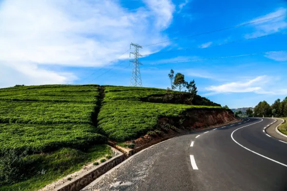 Rows of tea bushes covering steep green hills beside a winding road in western Rwanda