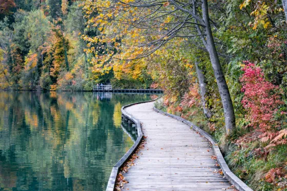 A wooden boardwalk curving along the edge of Lake Bled between trees in autumn colour, Slovenia