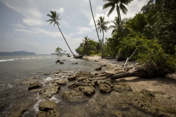 Palms leaning over a rocky shoreline with forested hills along the coast beyond, Solomon Islands